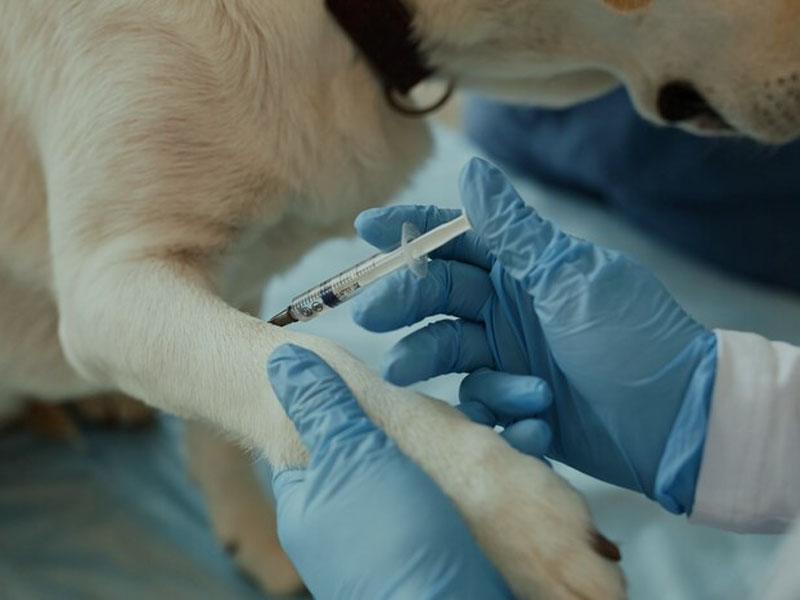 AIM Vaccine သည် 